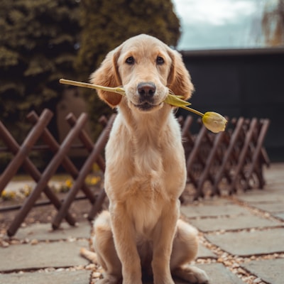 Buddy